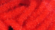 Hareline Dubbin-Trilobal Antron Chenille-Red