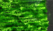 Hareline Dubbin-Medium Chenille Carded-Insect Green