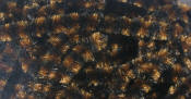 Hareline Dubbin Fly Fish Food Small Chenille-Black Brown