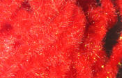 Hareline Dubbin Ice Dub Chenille-Red