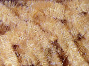 Hareline Dubbin Ice Dub Chenille-Tan