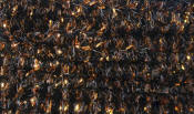 Hareline Dubbin Speckled Crystal Chenille-Copper Black