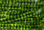 Hareline Dubbin Speckled Crystal Chenille-Lime Olive