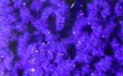 Hareline Dubbin-Wormille Chenille-Purple