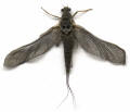 Click To Enlarge Picture Of The Blue Wing Olive Mayfly