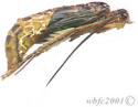 Click To Enlarge-October Caddis Pupa