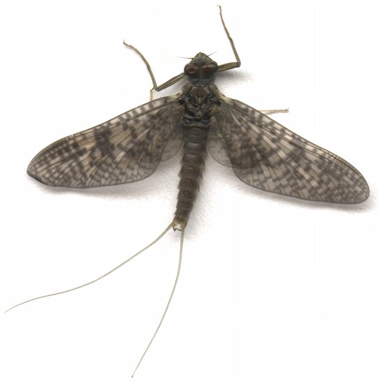 The%20March%20Brown%20Mayfly-Yakima.jpg