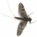 Click To Enlarge-March Brown Mayfly