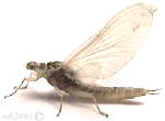 The Yakima River Pale Morning Dun Mayfly....Now Emerging On the Yakima River