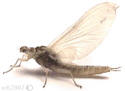 Click To Enlarge-Pale Morning Dun Mayfly