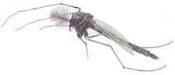 Click To Enlarge Picture Of Adult Midge