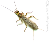 Click To Enlarge-Yellow Sallie Stonefly