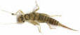 Click To Enlarge-Yellow Sallie Stonefly