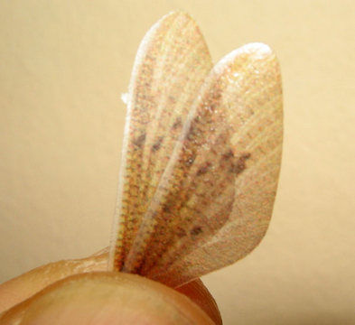 Hemingway's Realistic Mayfly Wings