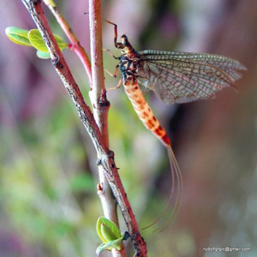 Hemingway's Realistic Mayfly Wings-The Real Thing