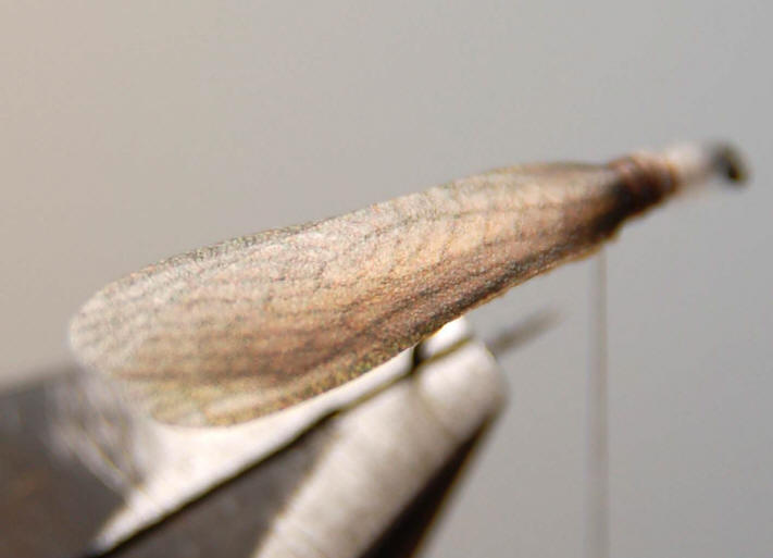 Hemingway's Realistic Stonefly Wings