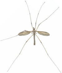 Yakima River Cranefly-Adult