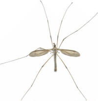 Yakima River Cranefly Adult