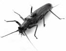 Yakima River-Skwalla Stonefly Adult