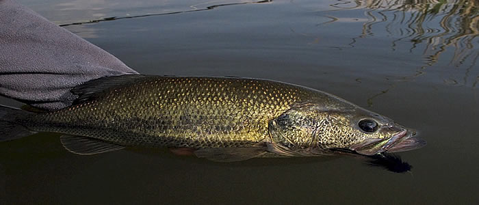 Largemouth Bass In The Columbia Desert