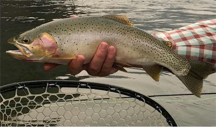 Upper Yakima River Cutthroat-September 2017