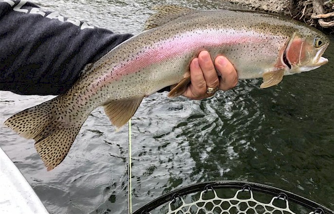 Upper Yakima River Rainbow