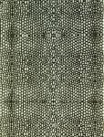 Wapsi Thin Skin-Gator-Black Clear