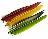 Wapsi Duck Quill-2 Matched Pairs