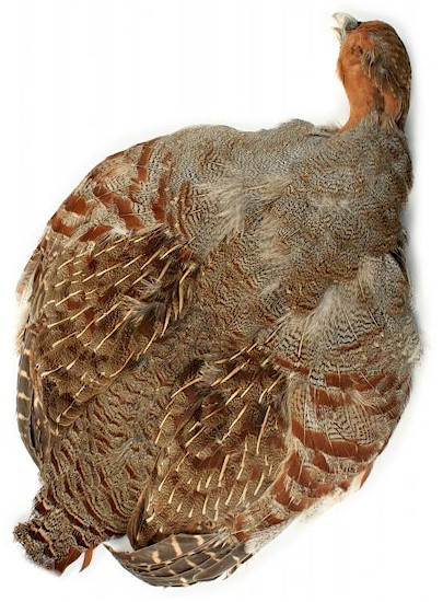 Wapsi Hungarian Partridge Whole Skins