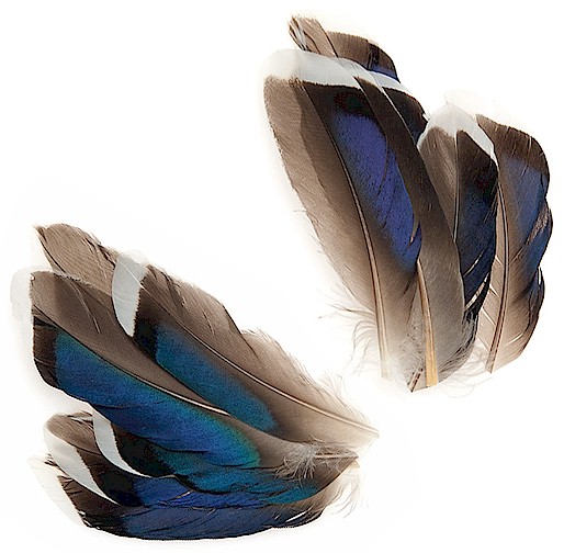 Wapsi Mallard McGinty Feathers