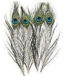 Wapsi Peacock Eyes