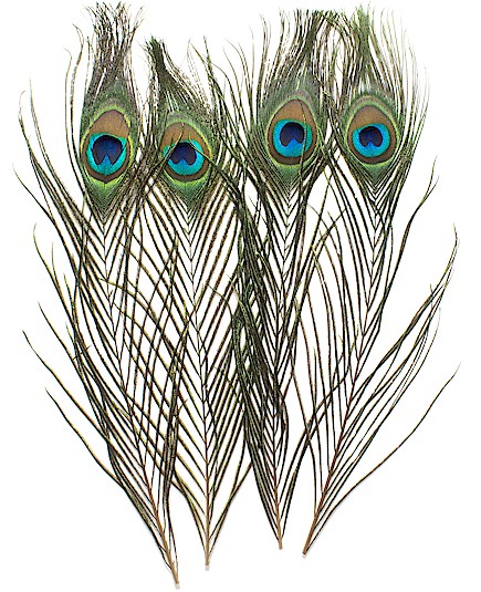 Wapsi Peacock Eyes