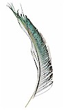 Wapsi Peacock Sword