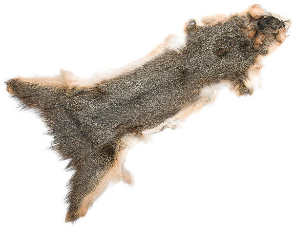 Wapsi Natural Squirrel Skins-Gray Or Fox