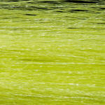 Wapsi Microlon-Chartreuse