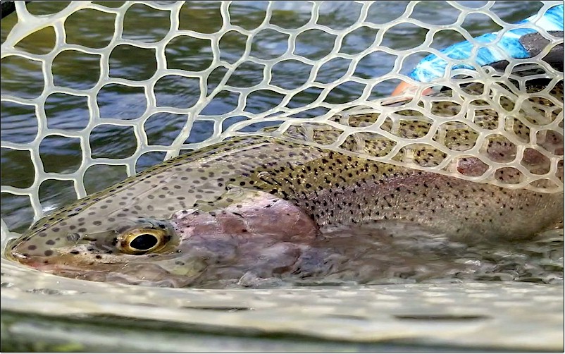 Yakima River Rainbow