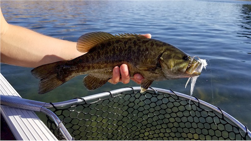 Smallmouth Bass-On The Fly!