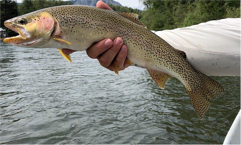 Yakima River Cutt-Bow