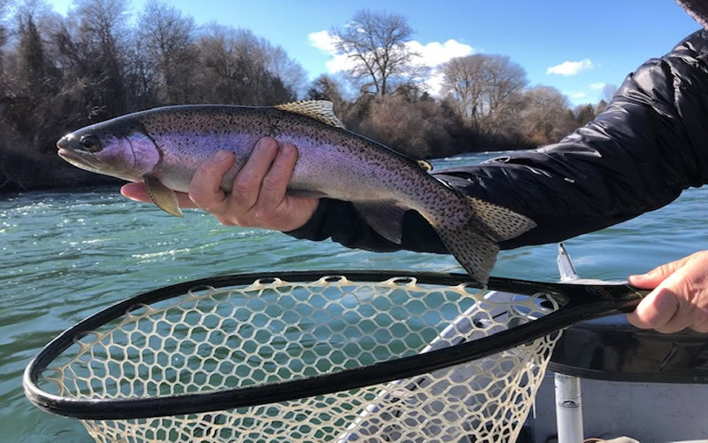 Yakima River Fly Fishing Report-Central Washington-Worley Bugger