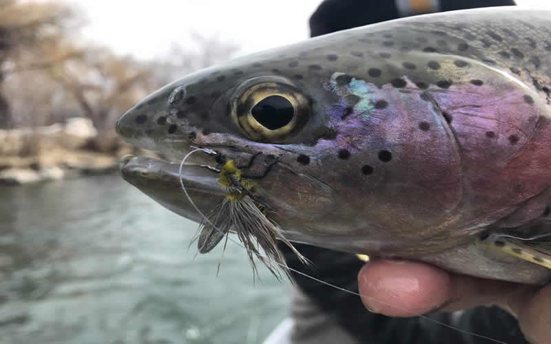 Yakima River Fishing Reports > Red's Fly Shop