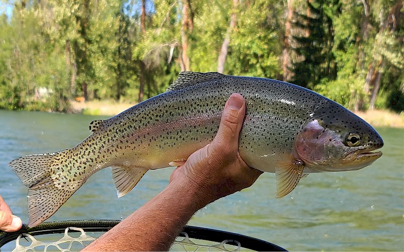 Yakima River Fly Fishing Report-Central Washington-Worley Bugger Fly Co.