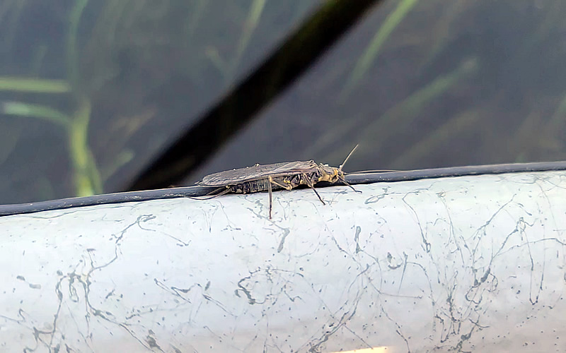 Yakima River Summer Stonefly-Female