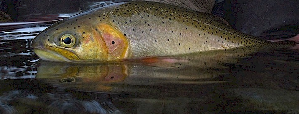 Cutthroat Chronicles: My Favorite Hooks for my Favorite Flies 