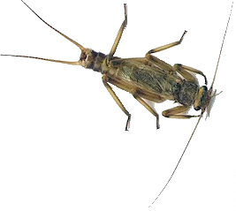 Yakima River Shortwing Stonefly