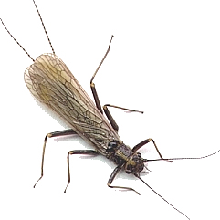 Yakima River Skawalla Stonefly Adut