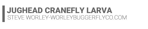 Jughead Cranefly Larva-Steve Worley