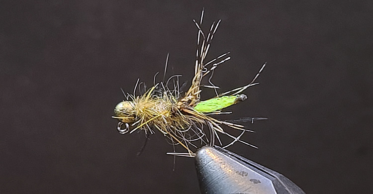 Peeking Caddis Pupa