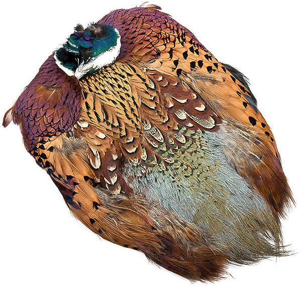 Wapsi Ringneck Pheasant Whole Skin