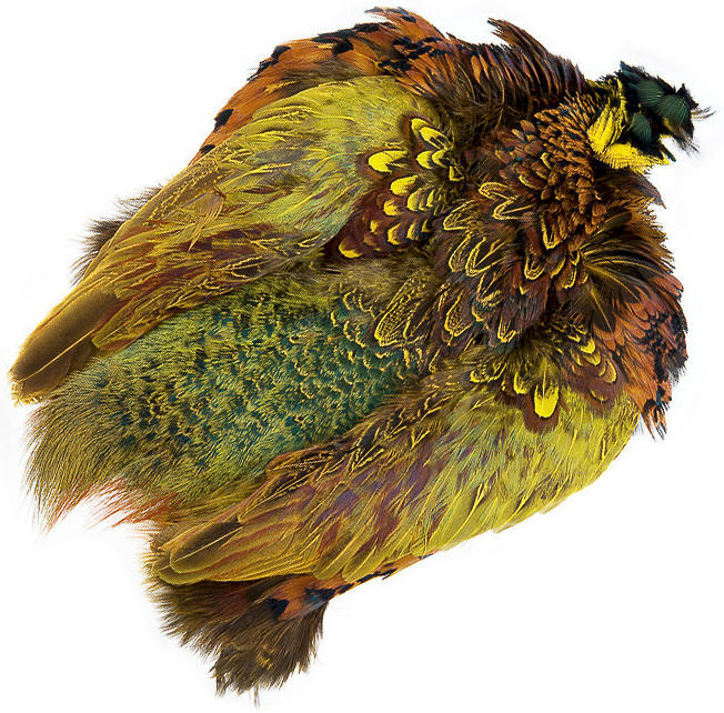 Wapsi Rooster Ringneck Pheasant Skin