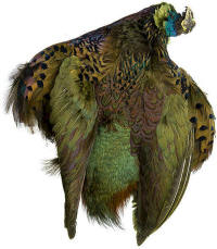 Ringneck Rooster Pheasant Skin Olive